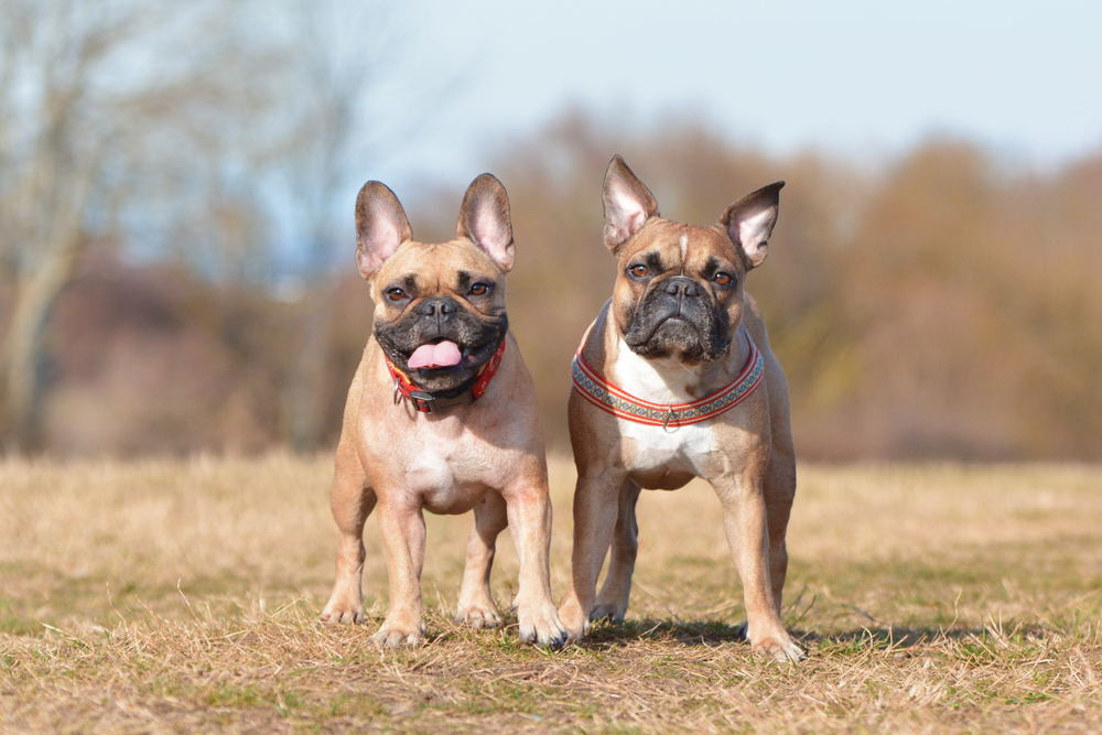 A pair of two similar looking fawn French Bulldog dogs