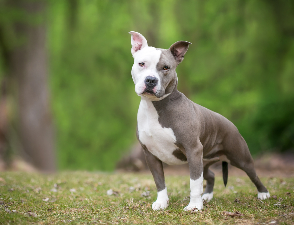 A gray and white Pit Bull Terrier mixed breed dog