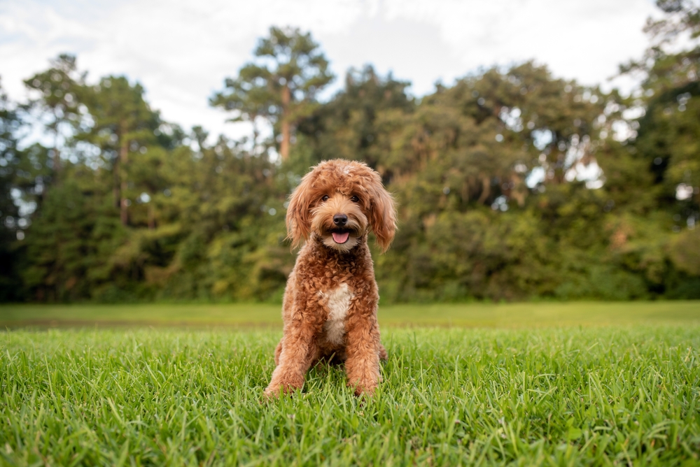 Close Up Photo of Mini goldendoodle, golden doodle puppy on green grass