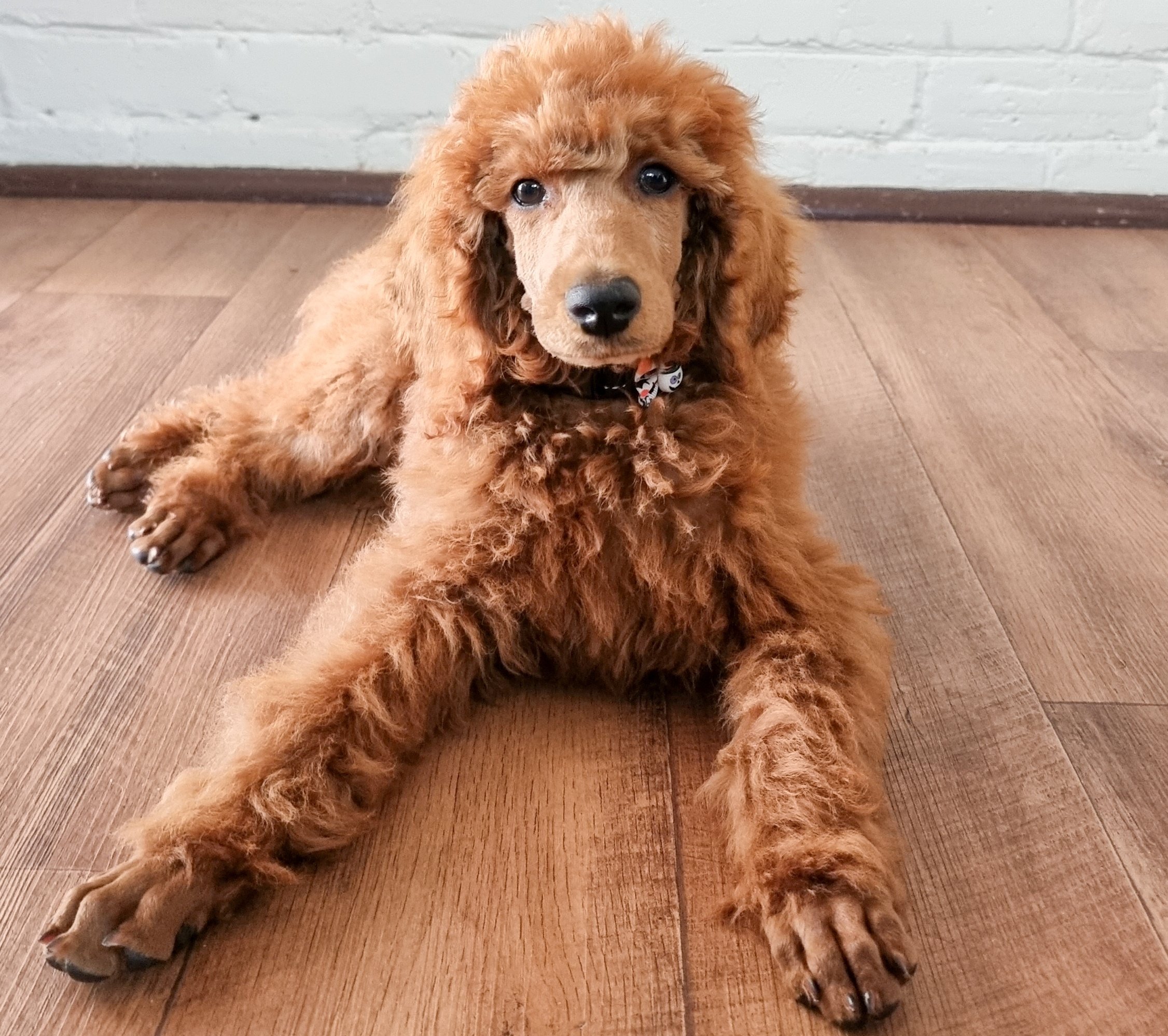 Gorgeous Red Standard Poodle Puppy