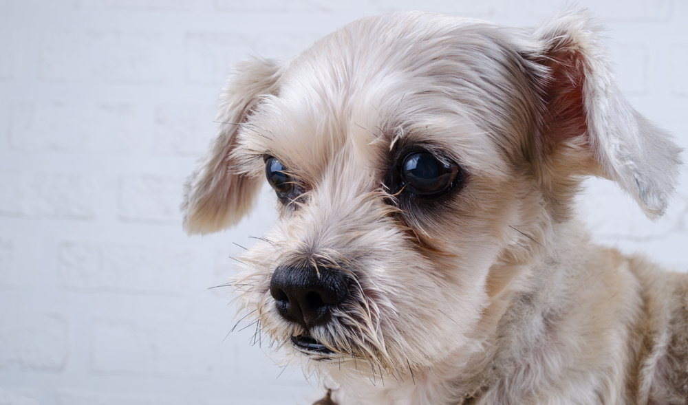 Close up mixed breed dog ( Shih-Tzu / Schnauzer ) with wonder face