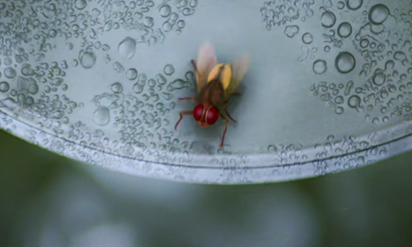 Screenshot of the movie Eega