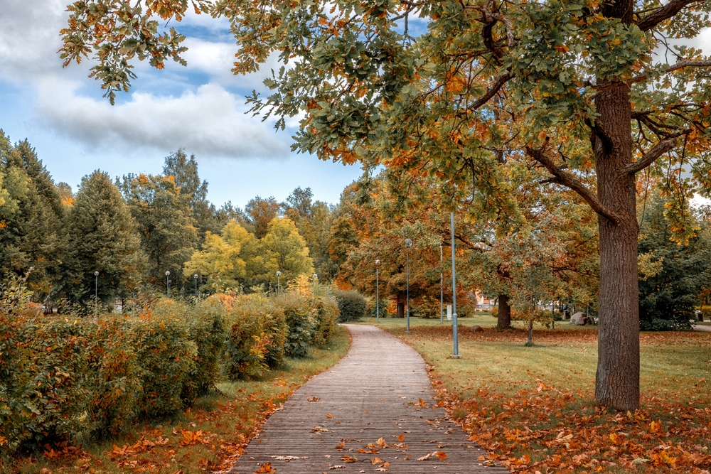 Autumn park