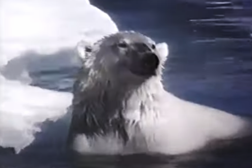 Screenshot of the movie White Wilderness