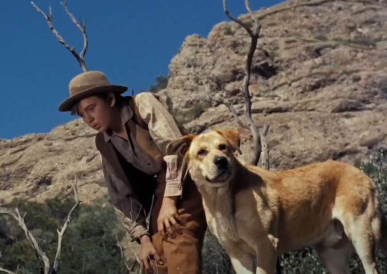 Screenshot of the movie Old Yeller