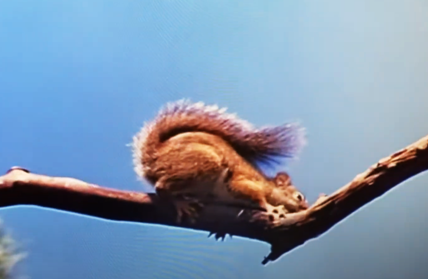 Screenshot of the movie Perri