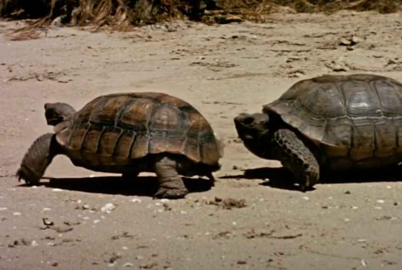 Screenshot of the movie The Living Desert