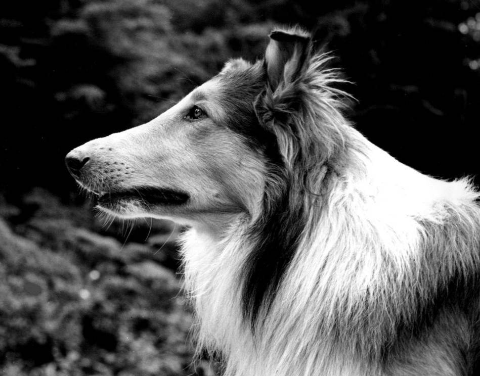 Grayscale Photo of Pal, the original 