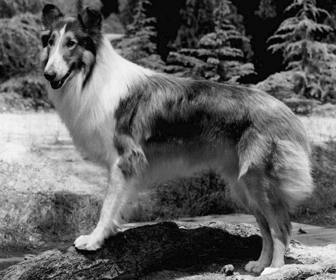 Photo Lassie from the television program of the same name