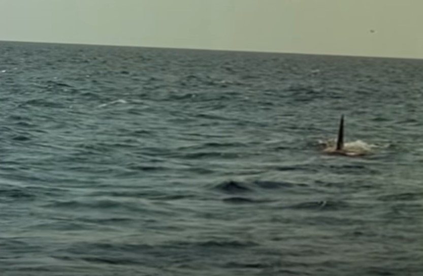 Jaws: The Revenge (1987) screenshot