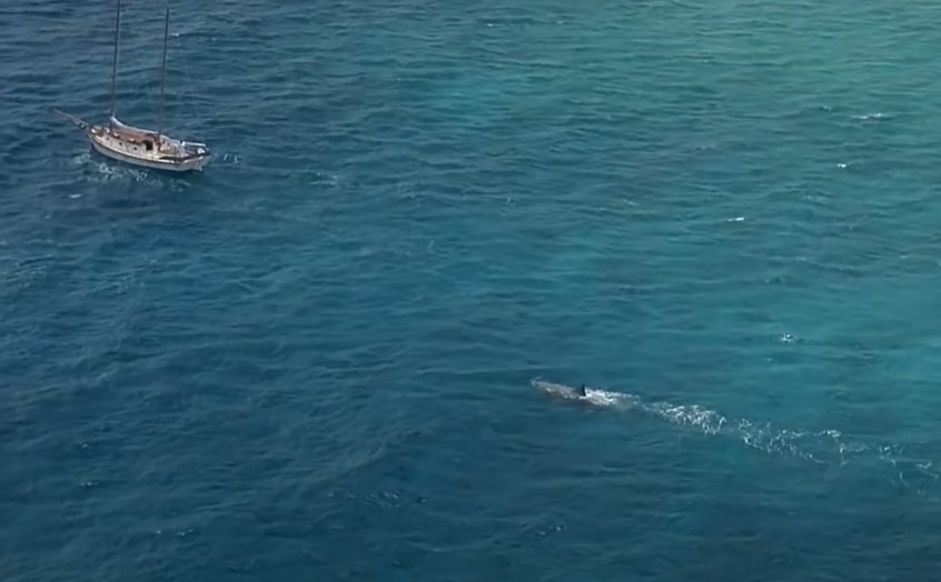 Jaws: The Revenge (1987)