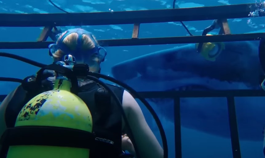 47 Meters Down (2017)