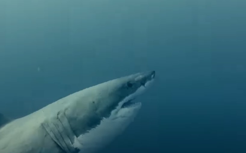 The Reef: Stalked (2022)