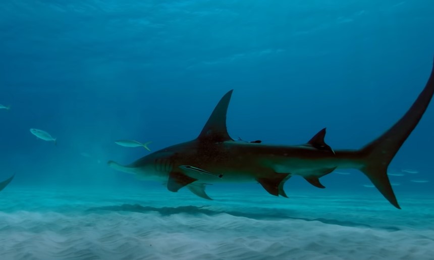 Sharkwater Extinction (2018)