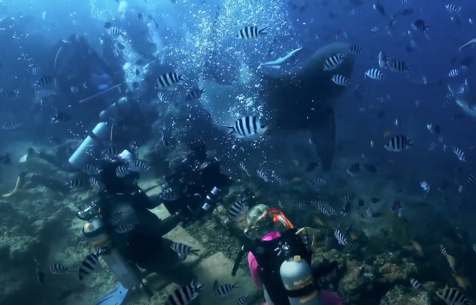 Playing with Sharks: The Valerie Taylor Story (2021)