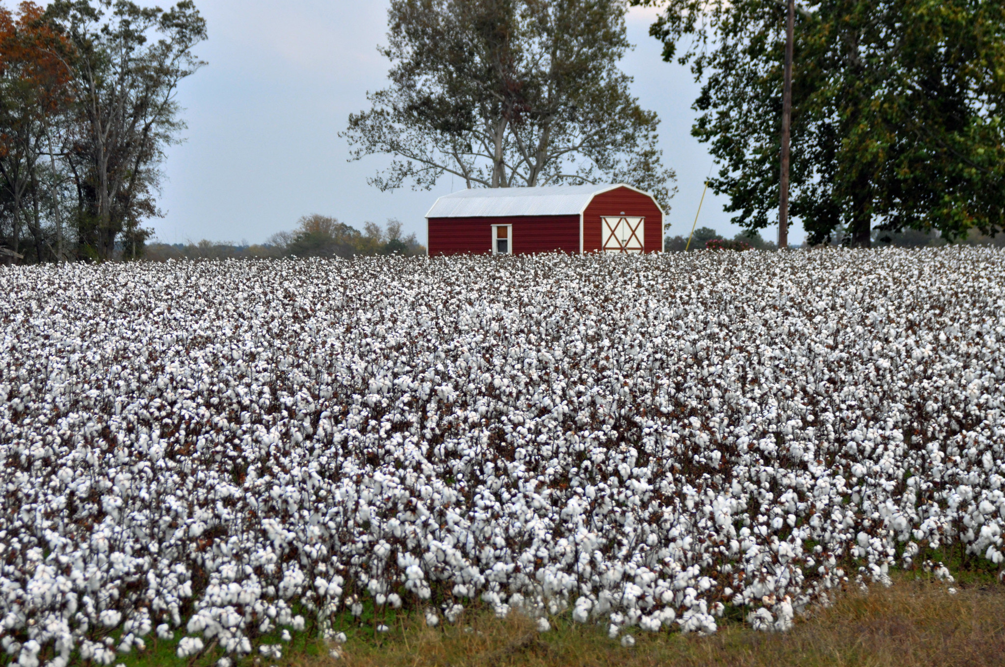Cotton fields
