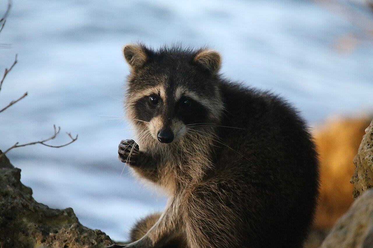 Raccoon