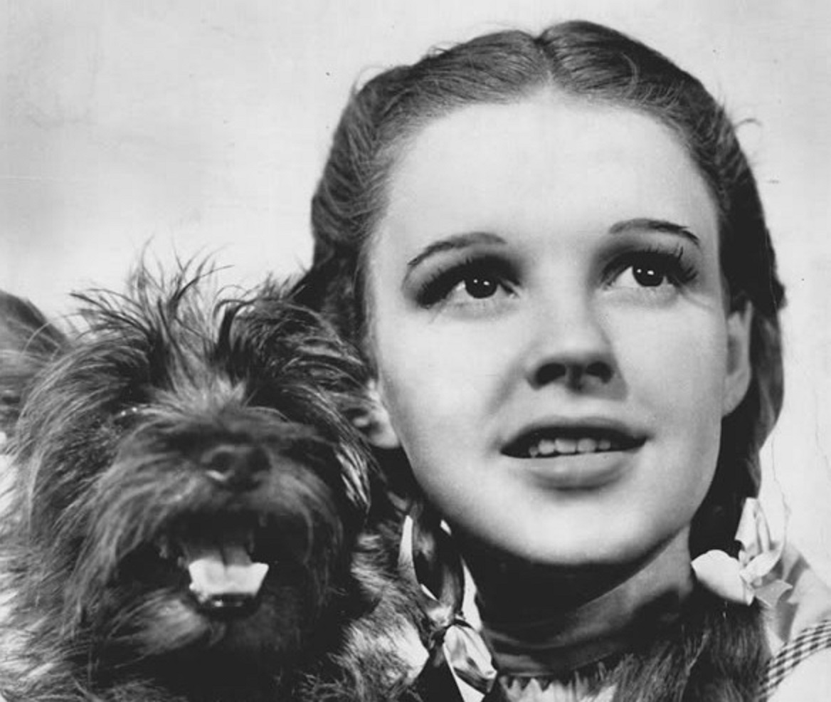 The Wizard Of Oz Judy Garland Terry - 1939