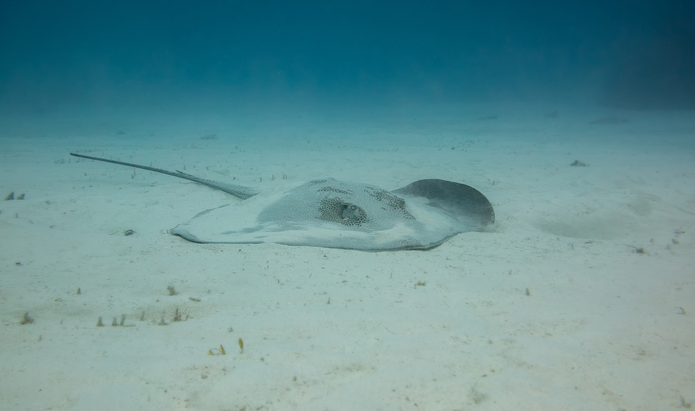 stingray great barrier reef