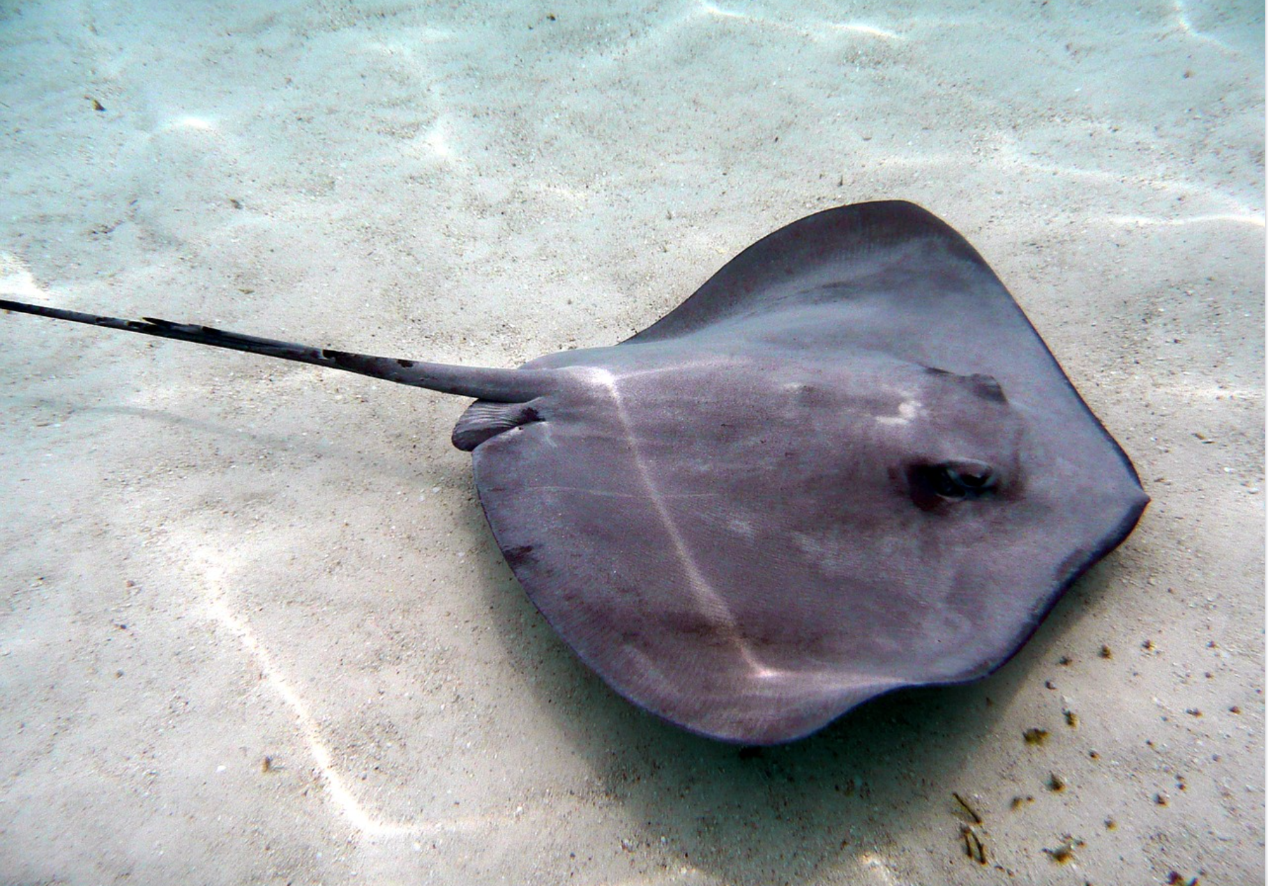 Stingray With Stinger