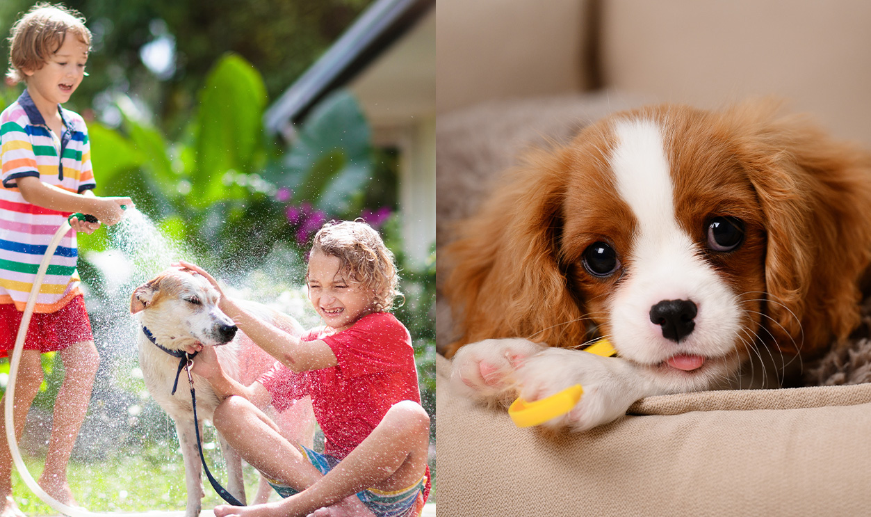 Rss Thumbnail - Best Dogs For Families