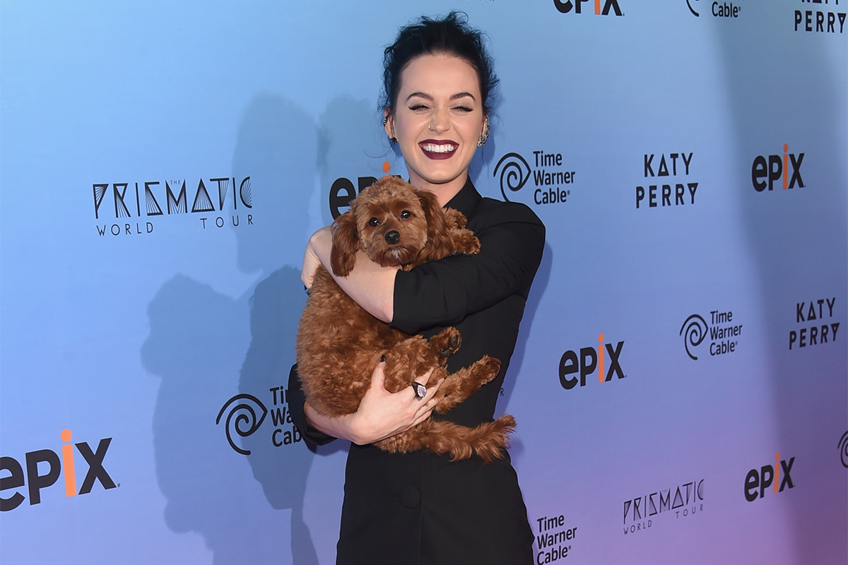 Singer Katy Perry and dog Butters attend the screening of EPIX's