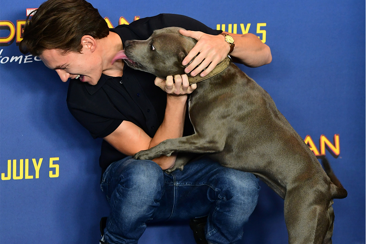 Tom Holland and a dog named Tessa attending the Spider-Man: Homecoming Photocall