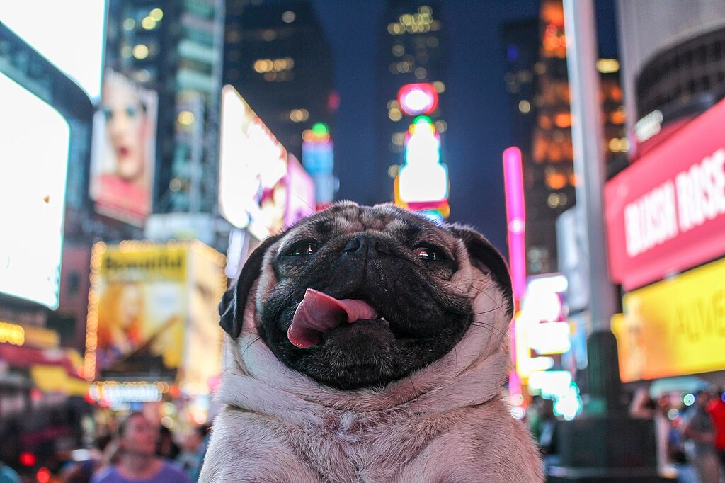 Doug the Pug in  NYC