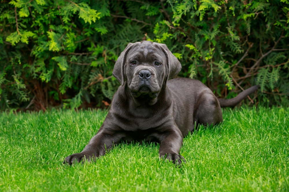 Cane Corso