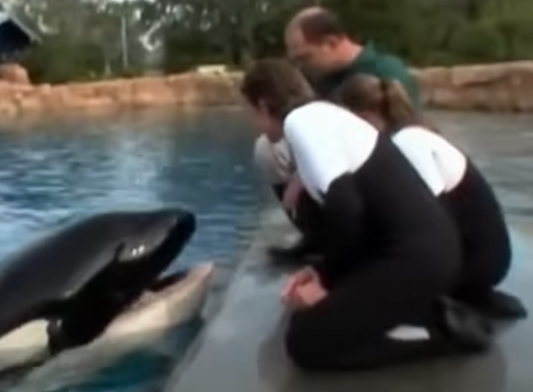 Screenshot from the documentary film Blackfish (2013)