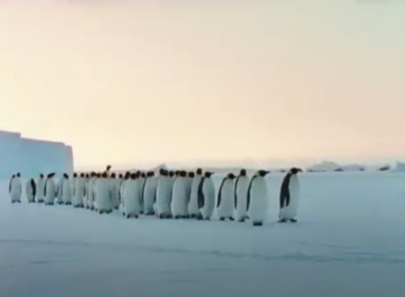 Screenshot from the documentary movie March Of The Penguins (2005)