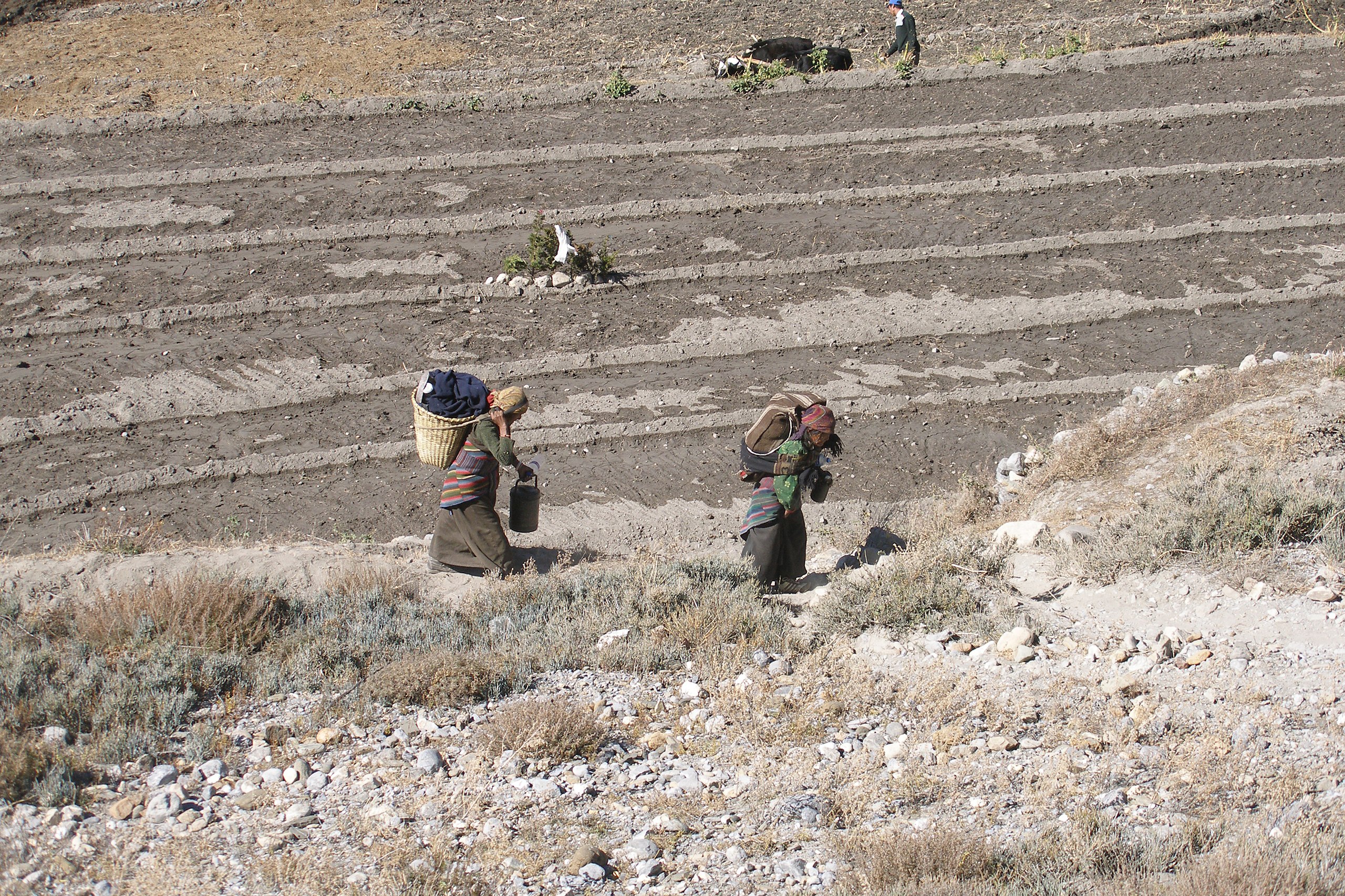 Paddies. Kagbeni, Mustang, Nepal