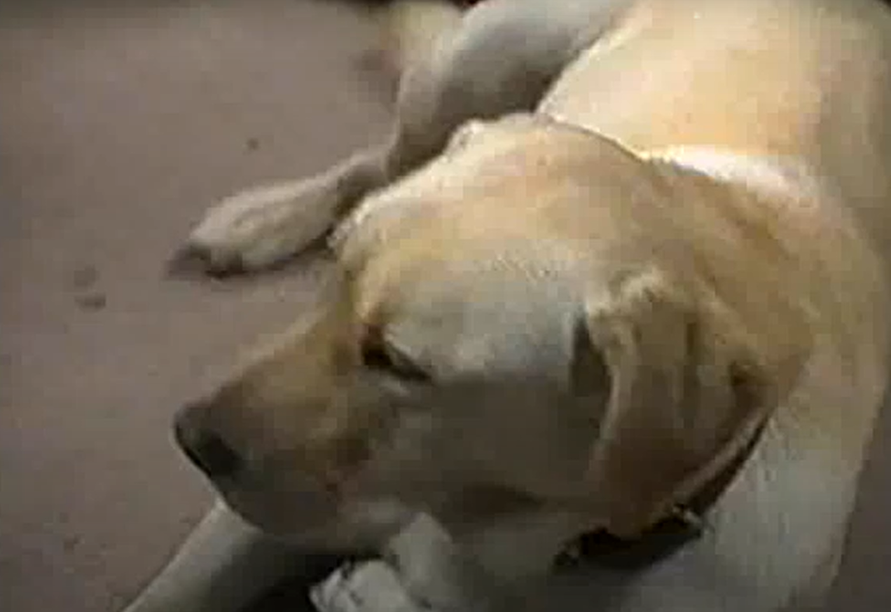 Screenshot of the TV Show Neighbours