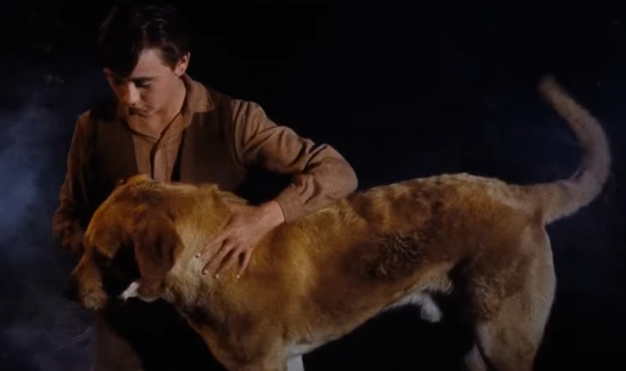 Screenshot from Old Yeller (1957)