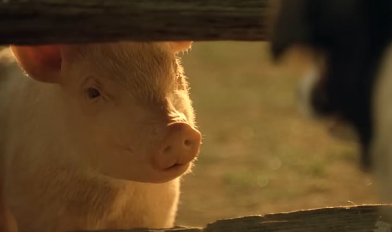 Screenshot from Babe (1995)