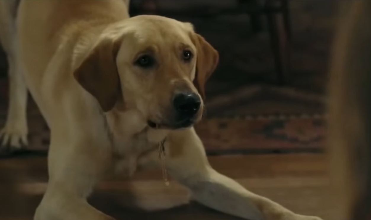 Screenshot from Marley & Me (2008)