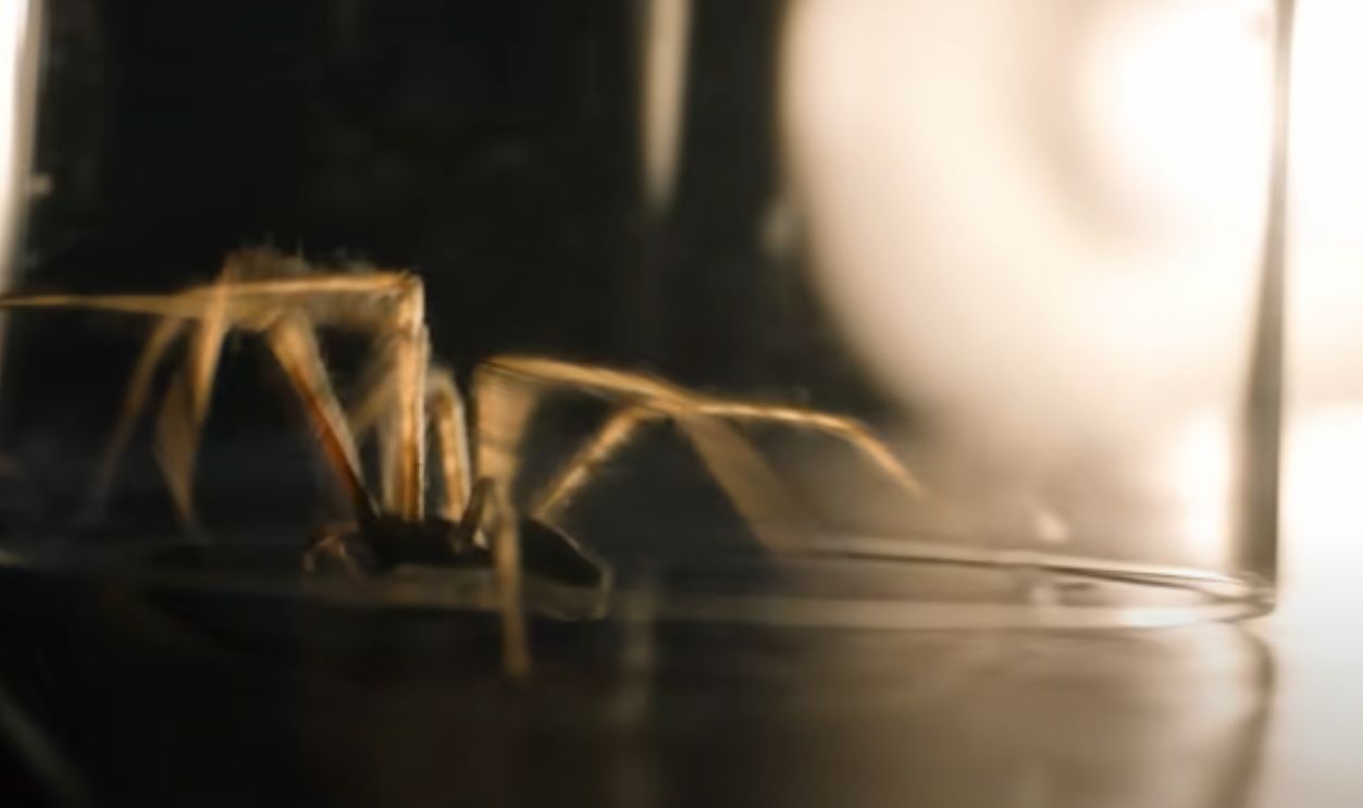 Screenshot from Cobweb (2023)