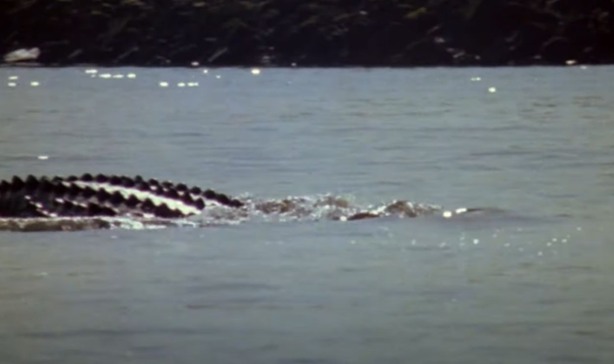 Screenshot from Alligator (1980)