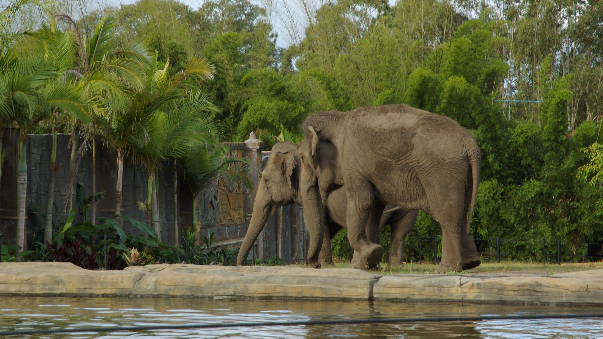File:Elephants - Australia Zoo - Beerwah Queensland Australia - Flickr - Cindy Andrie.jpg