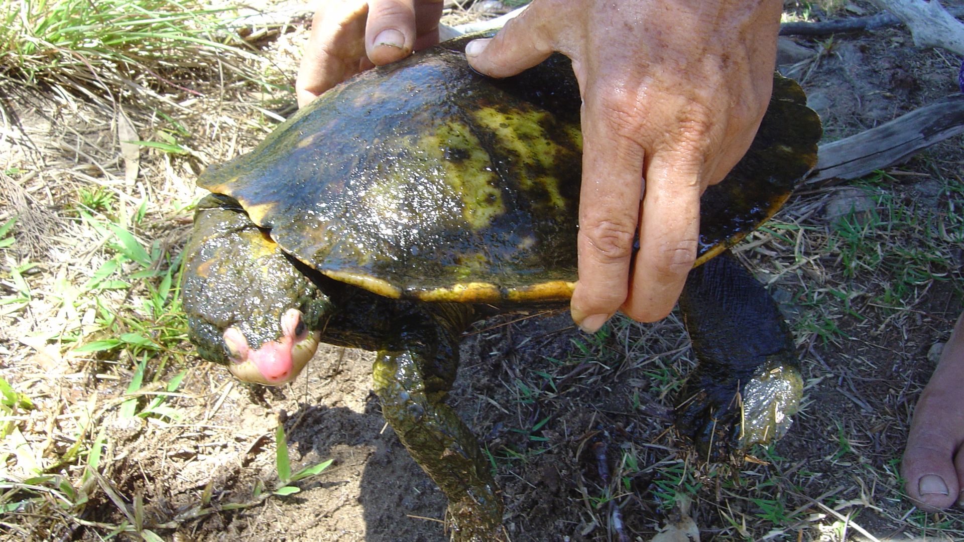 File:Irwin's turtle (2261030419).jpg