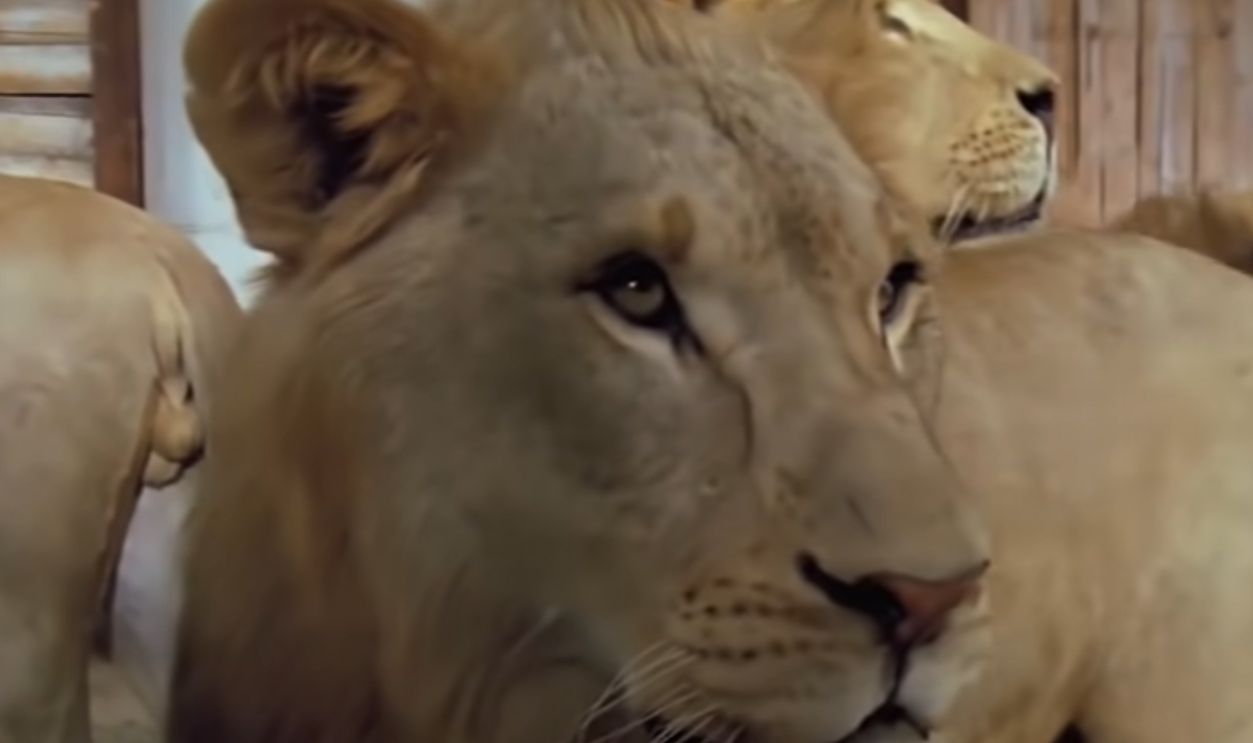 Screenshot from Roar (1981)