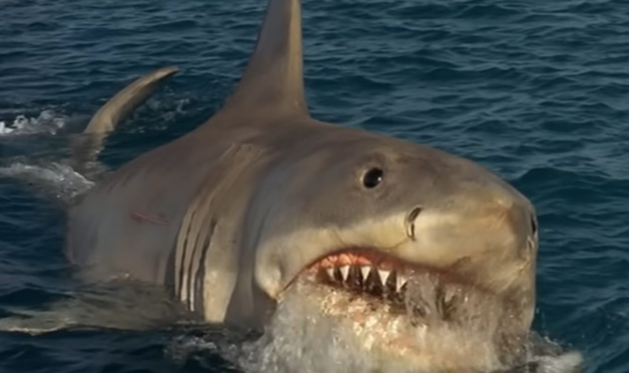 Jaws: The Revenge (1987)