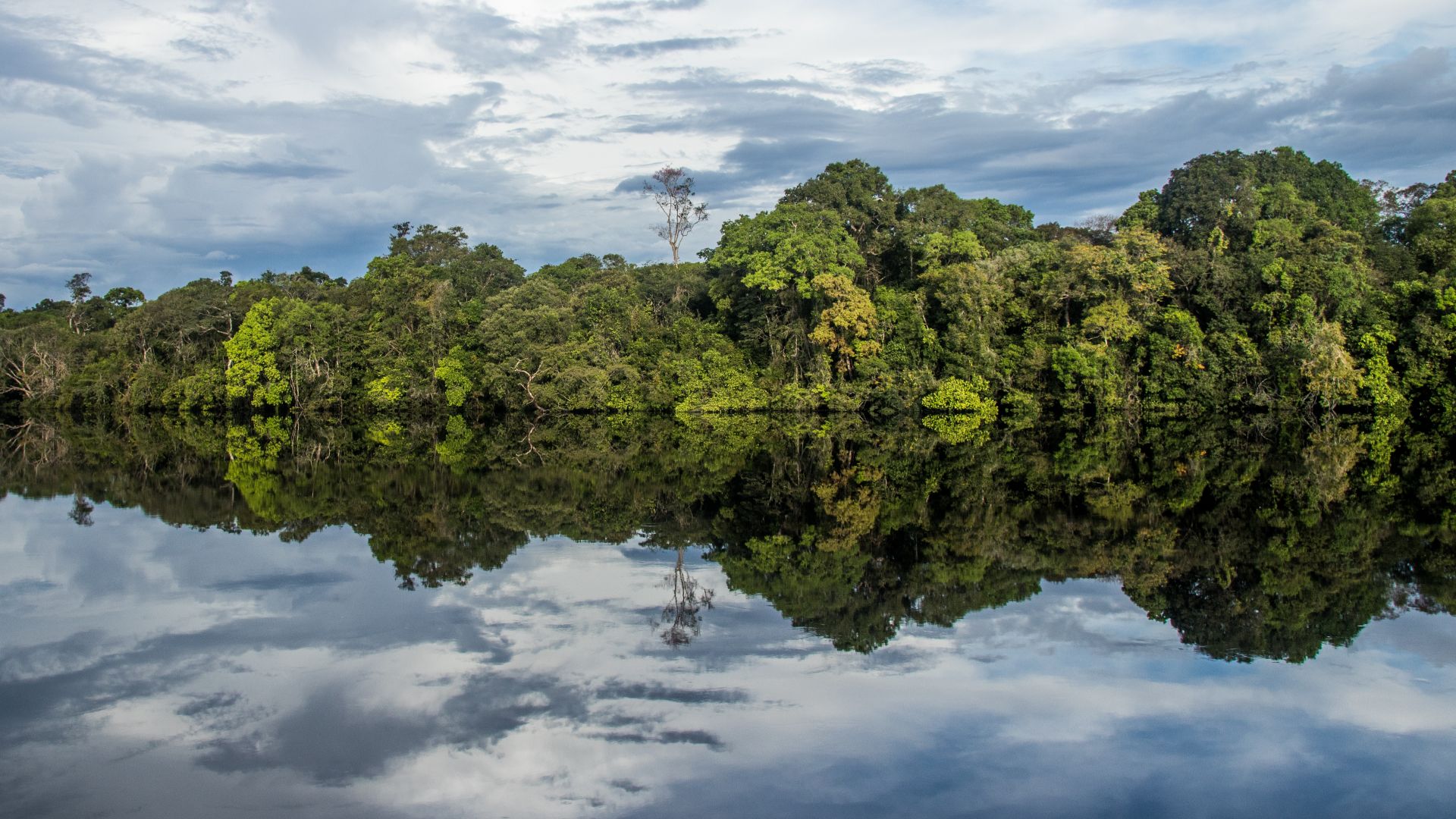 File:Parque Nacional do Jaú Dalia McGill (1).jpg
