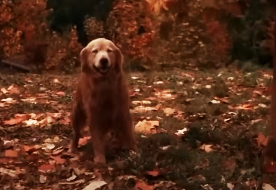Screenshot of the movie Homeward Bound: The Incredible Journey