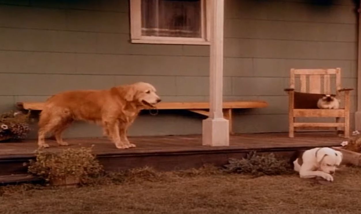 Homeward Bound The Incredible Journey