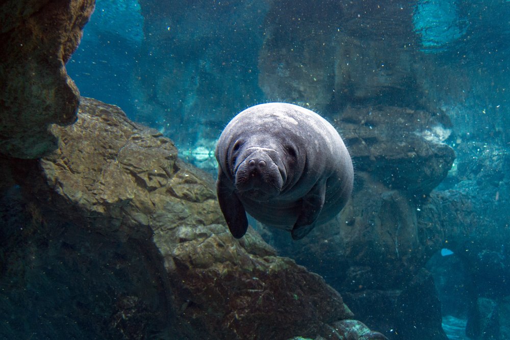 This image features an underwater shot of a manatee filling the frame