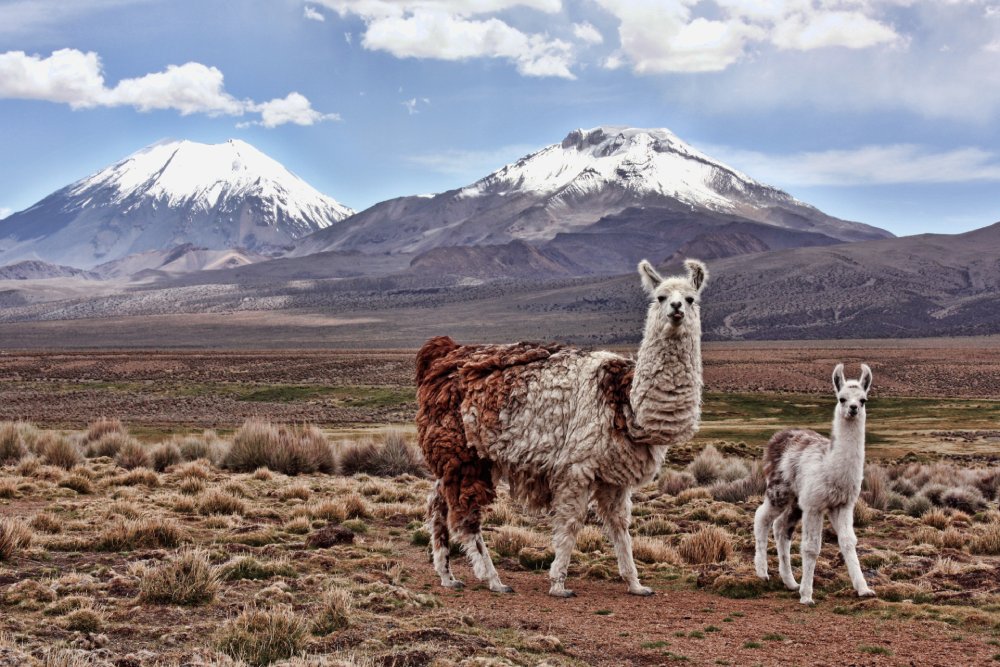Photo of A baby llama and it's mother on the Bolivian Altiplano