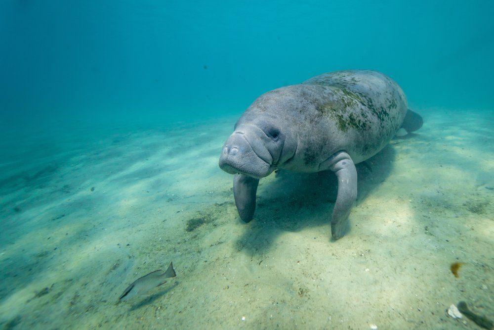 Wide shot of a large, wild, friendly West Indian Manatee underwater