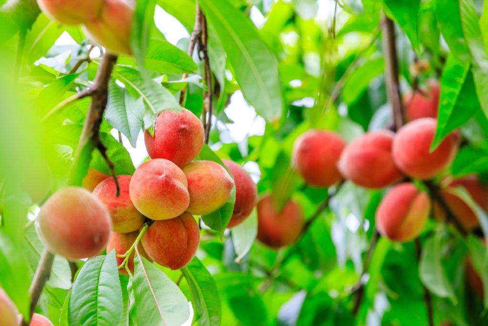 Close Up Photo of Ripe peach fruits growing on a peach tree in orchard