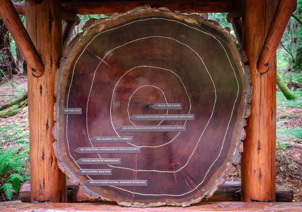 Cross section of a giant redwood tree in Muir Woods, CA